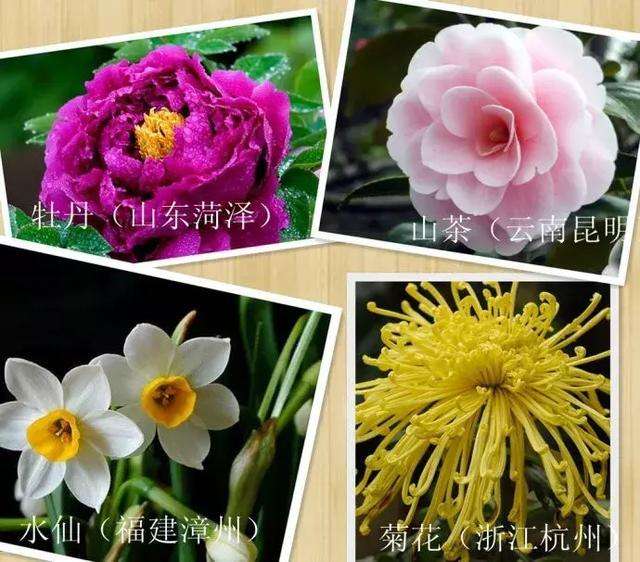 中国四种国花图片