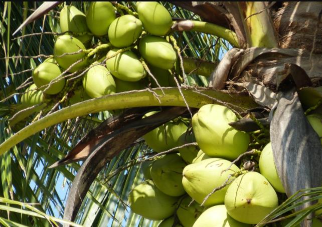 海南椰子树种类图片