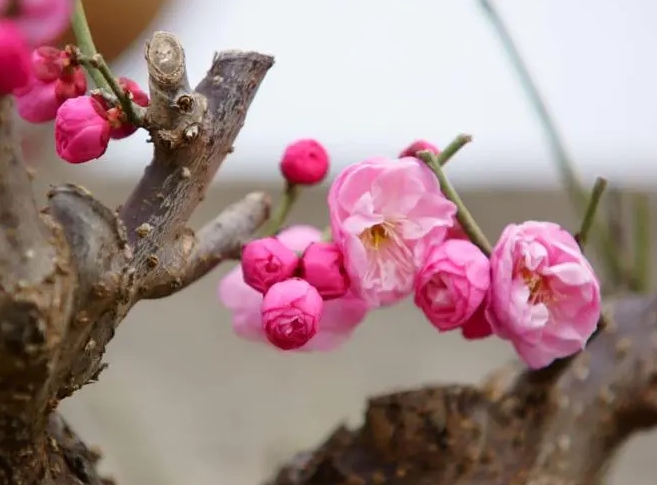 遥知不是雪,为有暗香来出处.jpg