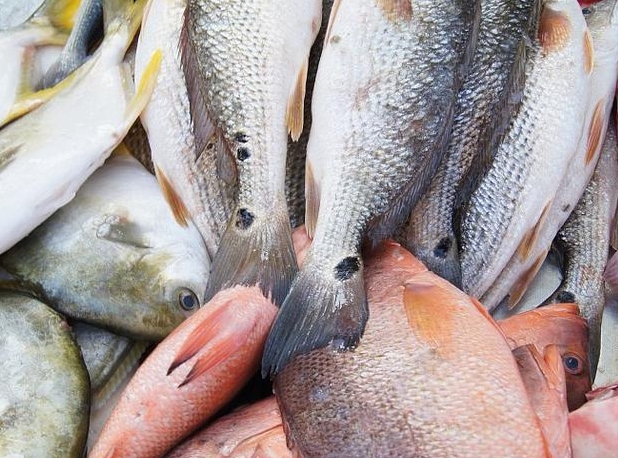淡水鱼与海鱼相比哪个比较有营养？